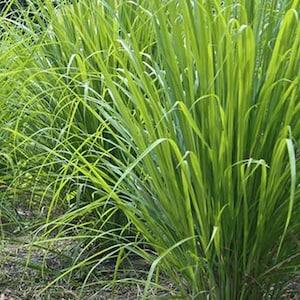 50 Seeds- Lemon Grass Plant Seeds--Culinary Herb-Cymbopogon Flexuosus-J056-Highly beneficial Perennial