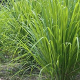 50 Seeds- Lemon Grass Plant Seeds--Culinary Herb-Cymbopogon Flexuosus-J056-Highly beneficial Perennial