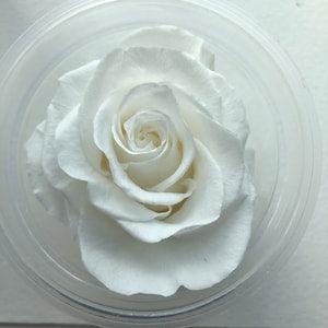 6 - Preserved Roses - Rose - Keepsake Roses