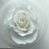 6 - Preserved Roses - Rose - Keepsake Roses