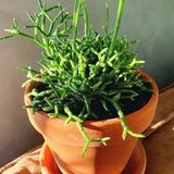 Rhipsalis Cactus Seed Mix | Jungle Cactus Mix