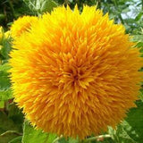 Sunflower Dwarf Teddy Bear 2g / 80 Seeds - Helianthus Annuus NON GMO