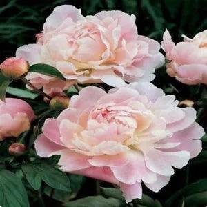 20 SEEDS for Light Pink PEONIES rare blossom flowering exotic plant USA Seller