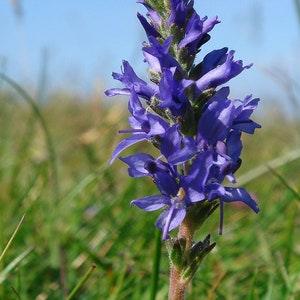 50+ Veronica Spicata Seeds-Herbaceous Perennial- Violet-Blue Spiked Speedwell-Deer Resistant-Attracts bees,butterflies and birds--B637