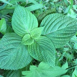 Korean Perilla, Beefsteak Plant (Perilla frutescens) - Annual Herb - 50+ Seeds