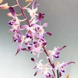 Dendrobium Orchid seedling Plug 