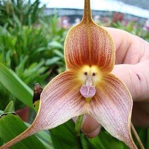 50 Monkey Face Orchid Flower Seeds-Bonsai Gardening Plant