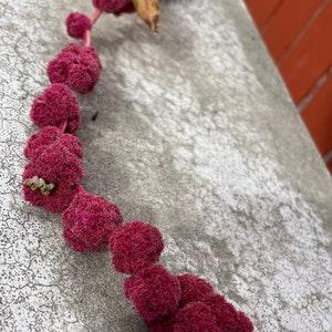 Dreadlocks Amaranth - Amaranthus caudatus 100 seeds