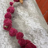 Dreadlocks Amaranth - Amaranthus caudatus 100 seeds