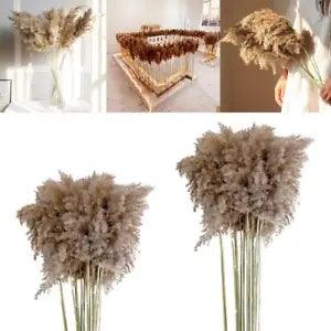 10x Dried Pampas Grass Reed Flower Bunch   Room Table Ornaments