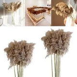 10x Dried Pampas Grass Reed Flower Bunch   Room Table Ornaments