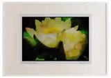 Wild Flowers Plants 013068 White Water Lilies Watercolour Picture Frame