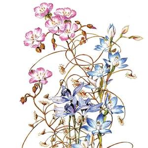 Australian Wildflowers Watercolour Original Vintage Print ??C Bridal Rainbow, Sun Orchid & Blue Fairy Orchid- Unique Gift - Botanical (10)