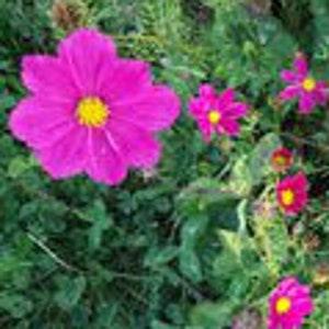 50 Organic Non-GMO Cosmos Sensation Mix Dwarf  Flower Seeds.