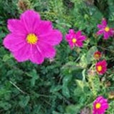 50 Organic Non-GMO Cosmos Sensation Mix Dwarf  Flower Seeds.