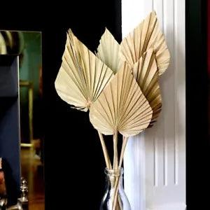 2PCS Palm Fan Leaf Dried Flower Mini Palm Leaves In Different Shapes Pampas