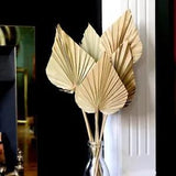 2PCS Palm Fan Leaf Dried Flower Mini Palm Leaves In Different Shapes Pampas