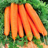 Carrots - First Harvest - Very Early 5g - 1000 NON GMO Seeds - Daucus Carota