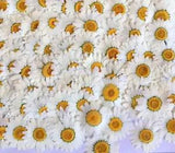 100Pcs Real Natural Dried Pressed Flowers White Daisy Pressed Flower for...