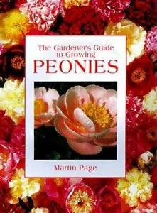Peonies by Page, Martin