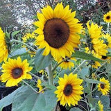 Orange Hobbit Dwarf Sunflower | 25 Seeds | Helianthus Annuus | Orange Annual Cut Flower |  Non-GMO, Branching & Pollenless| 1 - 2 Feet  Tall