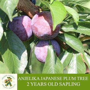 Anjelika Japanese Plum Sapling, Grafted Ready To Plant, With Tuberous Soil, 2 Years Old Plum Tree, For Pot and Garden - Open Pollination