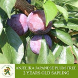 Anjelika Japanese Plum Sapling, Grafted Ready To Plant, With Tuberous Soil, 2 Years Old Plum Tree, For Pot and Garden - Open Pollination