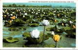 Lily Pond on the Mississippi River Postcard B20