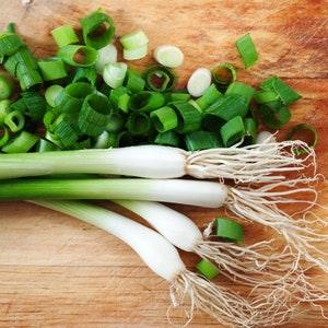 Green Onion Scallion Ramrod 100 Seeds Non-GMO Open Pollinated