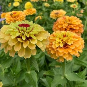 20 Queeny Lemon Peach Zinnia Seeds / Cut Flower / Container Gardening / Heirloom Seeds / English Garden / Wildflowers / Elegans / Cottage