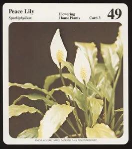 Peace Lily  My Green Gardens Guide Card Flowering House Plants
