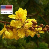 10 Seeds - Yellow Flame Tree-Rare Tropical - Peltophorum pterocarpum - yellow poinciana, Copperpod, Golden Flamboyant