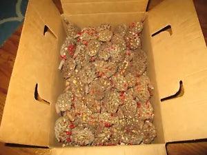 100 Southern Magnolia Seed Pods