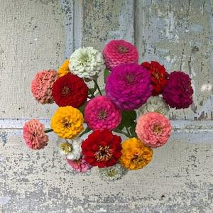 25 Oklahoma Zinnia Seed Mix / Zinnia Elegans /  Cut Flower / Cupcake Flower / English Garden / Scabiosa / Cottage / Bouquet Flowers