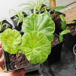 Bouture de G¡§?ranium fleur rose plante g¡§?ranium