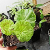 Bouture de G¡§?ranium fleur rose plante g¡§?ranium