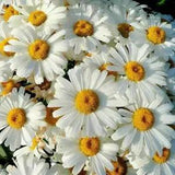 Shasta Daisy - Large white and yellow summer flowers - Live plant - Perennial