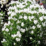 30+ Viper's Bugloss White Flower Seeds- Echium Plantagineum -Rare Biennial Flower -White Bedder- Echium Vulgare-Rare Biennial Flower-B391