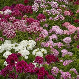 Sweet William - Dianthus barbatus - Annual or Biennial Flower Seeds - Multi-colored Blend