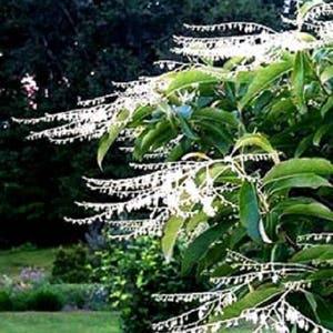 50 LILY Of The VALLEY TREE Sourwood Sorrel Oxydendrum Arboreum Flower Seeds