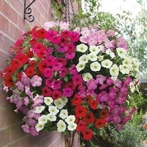 1000 Mix Trailing Petunia Flower Seeds - Balcony Petunia - Hybrida Pendula Flower Plant - Hanging Basket Petunia