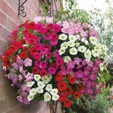 1000 Mix Trailing Petunia Flower Seeds - Balcony Petunia - Hybrida Pendula Flower Plant - Hanging Basket Petunia