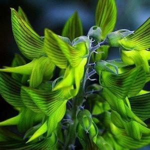 Green Birdflower Seeds, Regal Bird Flower - Crotalaria Cunninghamii (seeds for all year round), personalized gift,  Fast Shipping