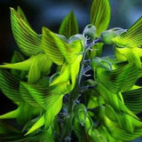 Green Birdflower Seeds, Regal Bird Flower - Crotalaria Cunninghamii (seeds for all year round), personalized gift,  Fast Shipping