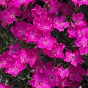 Cheddar Pink Clove Pink Flowers 0.2g - 100 NON GMO Seeds - Dianthus Gratianopolitanus