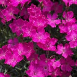 Cheddar Pink Clove Pink Flowers 0.2g - 100 NON GMO Seeds - Dianthus Gratianopolitanus