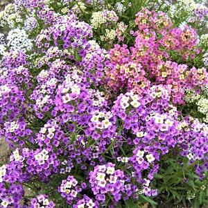 250 Wandering Fieldgrown Mix Sweet Alyssum Flower Seeds*Easy to Grow Plants*Groundcover*Lobularia maritima*Strand-Silberkraut*FLAT RATE SHIP