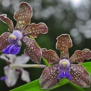 Orchid Vanda tessellata Fragrant