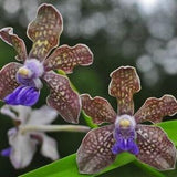 Orchid Vanda tessellata Fragrant