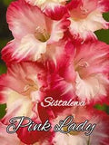 Gladiolus ~ PINK LADY (5) Flower Bulbs ~ Spring Into Fall Planting-perennial
